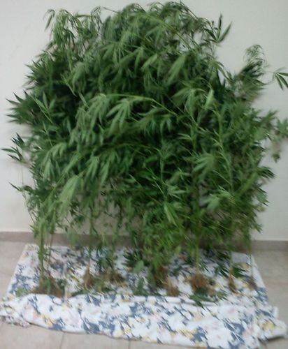 Πήγε να ποτίσει τη φυτεία και βρέθηκε στη φυλακή