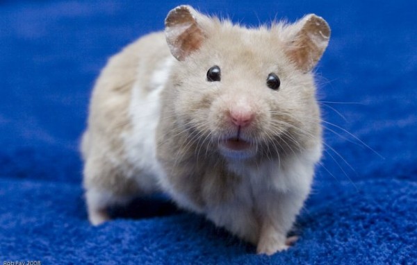 Χαλκίδα: «Ποντικοί» μπήκαν στο 10ο Δημοτικό Σχολείο