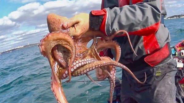ΛΙΒΑΡΙ ΒΟΡΕΙΑΣ ΕΥΒΟΙΑΣ: Νέα δεδομένα στο ψάρεμα του χταποδιού - Αυξήθηκε το επιτρεπόμενο βάρος αλιείας