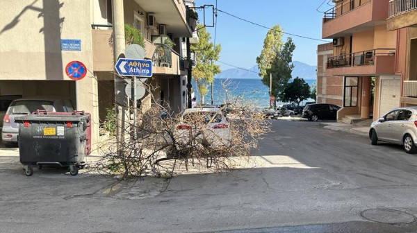 ΧΑΛΚΙΔΑ: Πέταξε ολόκληρο ...δέντρο στα σκουπίδια