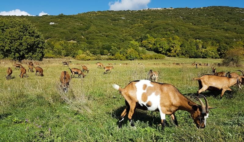 ΙΣΠΑΝΙΑ: Πρόβατα και κατσίκες έγιναν ...πυροσβέστες