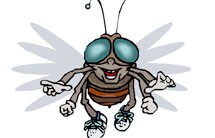 Πως καταλαβαίνουμε το φύλο μιας μύγας;