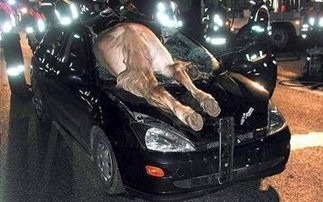 Αυτοκίνητο συγκρούστηκε με άλογο!