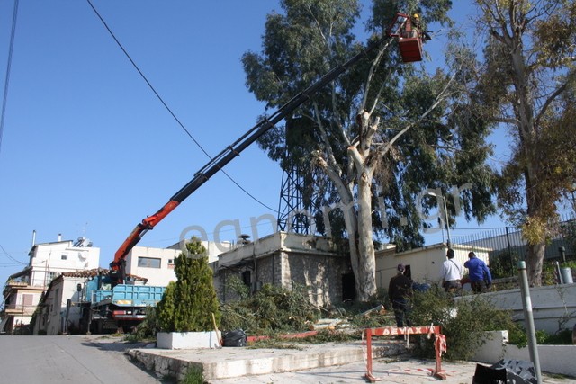 Κλάδεψαν στο σταυρό τον ευκάλυπτο