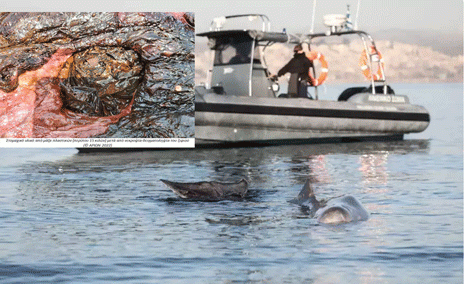 Νεκρή φάλαινα στη Ρόδο - Βρέθηκαν στο στομάχι της 15 κιλά πλαστικά