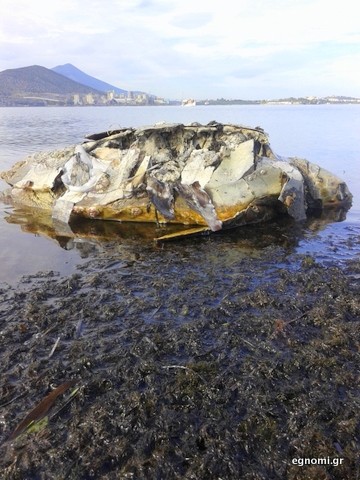 Νεκρή χελώνα στη Λάμψακο