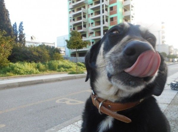 ΧΑΛΚΙΔΑ: Ο Νυχτερίδας έγινε πρωταγωνιστής σε ντοκιμαντέρ μικρού μήκους
