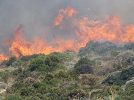 Περιορίστηκε η φωτιά στον Βουτά Αρτεμησίου