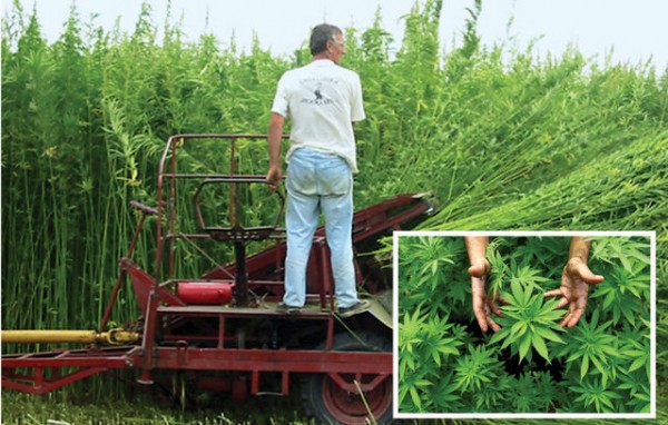 Ανοίγει ο δρόμος για την καλλιέργεια κλωστικής κάνναβης στην Ελλάδα