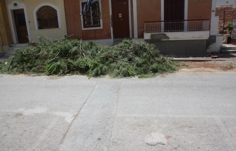 Κλάδεψαν τον πεύκο στην οδό Κυδωνιών