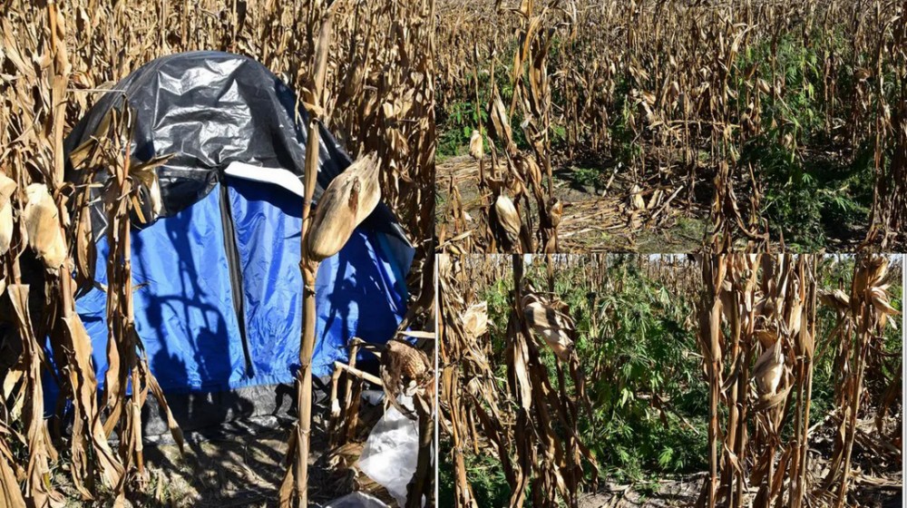 ΒΟΙΩΤΙΑ: Φυτεία -μαμούθ με 5.800 δενδρύλλια χασίς μέσα σε χωράφι - Συνελήφθησαν τρία άτομα