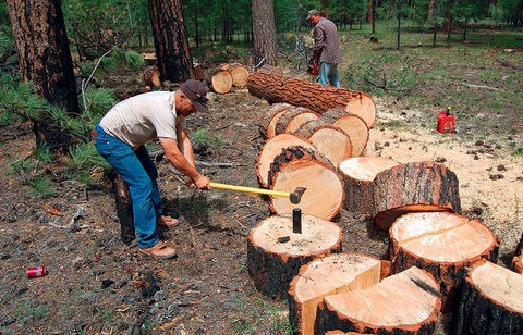 Τηλεφωνήστε αμέσως μόλις δείτε να κόβουν δένδρα για καυσόξυλα