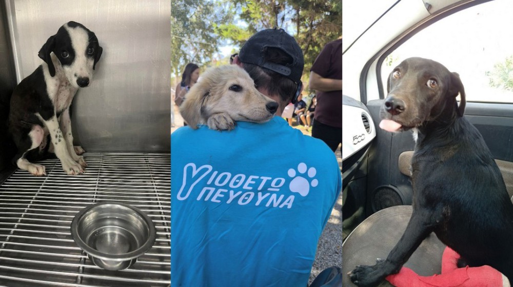 ΔΗΜΟΤΙΚΟ ΚΥΝΟΚΟΜΕΙΟ ΧΑΛΚΙΔΑΣ: Η Ημέρα Υιοθεσίας πέτυχε αλλά παραμένουν τα σοβαρά προβλήματα