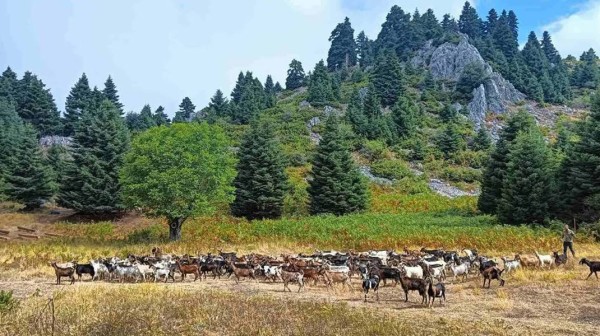 Πεζοπορική και περιβαλλοντική δράση στην Κεντρική Εύβοια