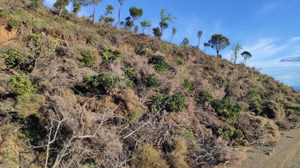 ΚΑΤΑΓΓΕΛΙΑ: Περιβαλλοντικό έγκλημα στην περιοχή της Κύμης - Κατακρεουργείται δάσος (φωτό)