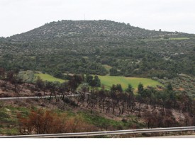 Αναδάσωση στη Ριτσώνα