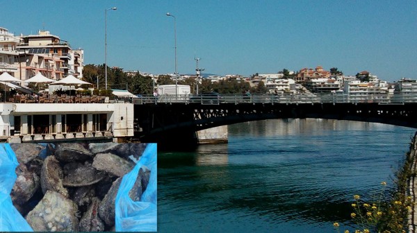 ΧΑΛΚΙΔΑ: Δύο νεαροί μάζευαν παράνομα στρειδόχτενα στην περιοχή της γέφυρας του Ευρίπου