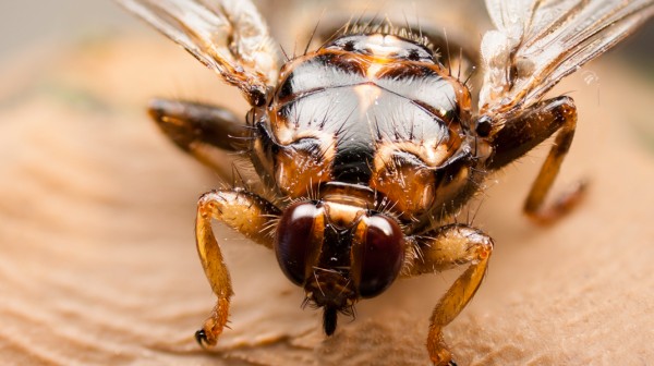 Όταν έχει μπει αλογόμυγα στην κουζίνα