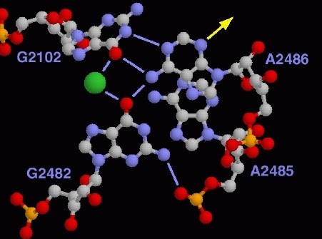 Γ' ΛΥΚΕΙΟΥ: Βιολογία (θετική κατεύθυνση)