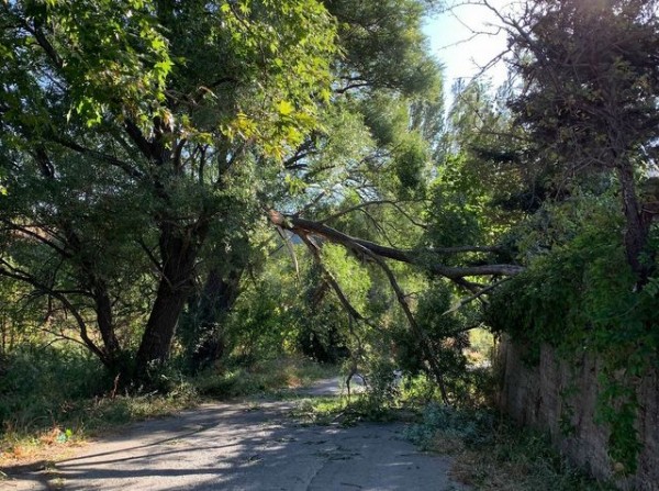 ΣΕΤΑ ΕΥΒΟΙΑΣ: Το δένδρο έσπασε και έφραξε το δρόμο