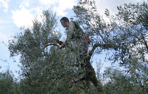 Το αλυσοπρίονο του έκοψε το λαιμό