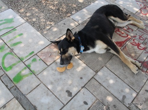 Μετά σου λέει σκυλίσια ζωή!