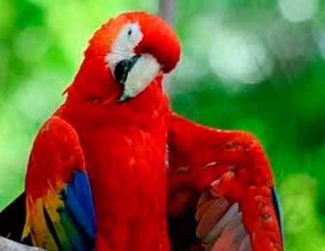 H παπαγαλίνα έχει πρόβλημα