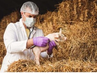 Πληρώνονται τους μισθούς τους οι εποχικοί κτηνίατροι