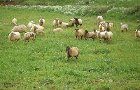 Αυτή είναι η διαδικασία για την μίσθωση βοσκοτόπων για τα έτη 2016 και 2017
