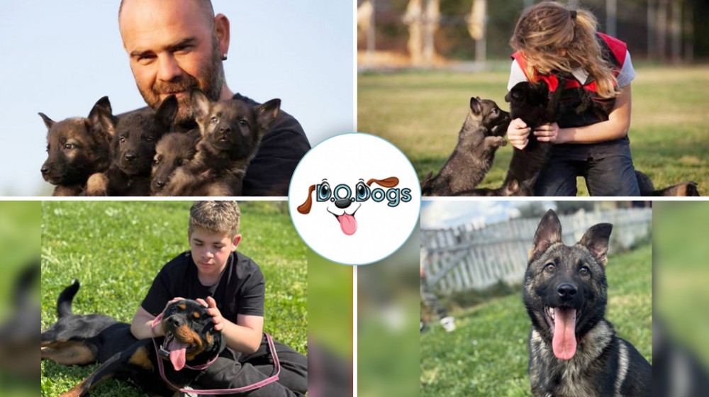 ΝΙΚΟΣ ΚΟΡΟΒΕΣΗΣ – DO DOGS: Ολοκληρωμένη λύση για τη διαχείριση των αδέσποτων