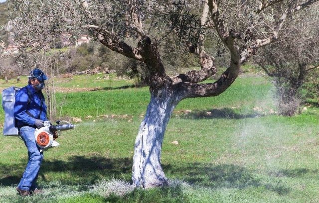 Αυτό είναι το νέο πρόγραμμα για την δακοκτονία στη Στερεά Ελλάδα