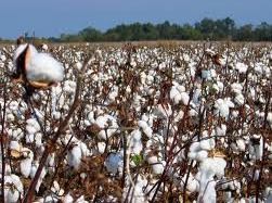 Τεράστια η ζημιά των βαμβακοπαραγωγών