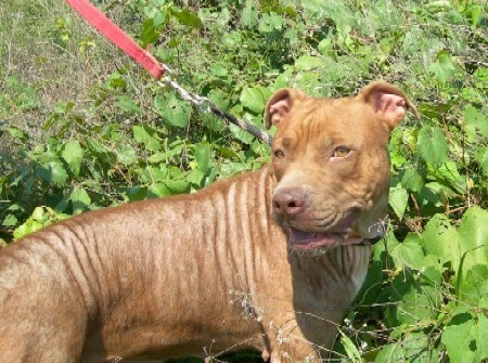 Στην Ελλάδα το εμβόλιο για το καλαζάρ!