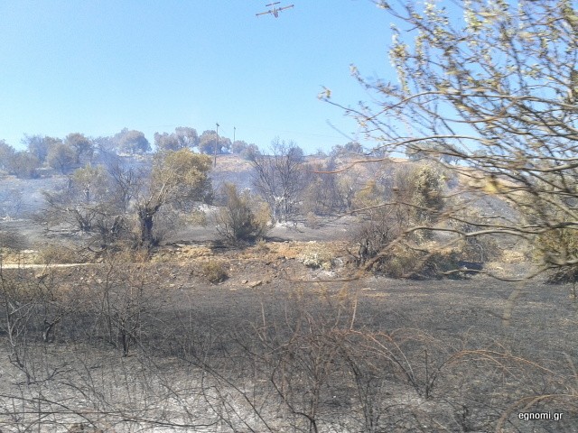 Κάηκαν 1.000 στρέμματα στο Αλιβέρι (φωτό)