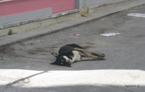 Πρόγραμμα διαχείρισης των νεκρών ζώων από την Περιφέρεια Στερεάς Ελλάδας