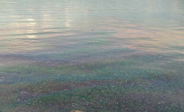 ΧΑΛΚΙΔΑ - ΠΛΑΖ ΠΑΠΑΘΑΝΑΣΙΟΥ: Γέμισε πετρέλαιο η θάλασσα