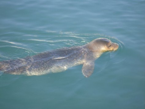 Η κούκλα που ξεσήκωσε τη Στυλίδα