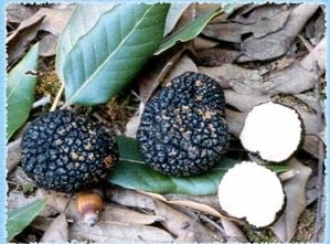 Διημερίδα για την καλλιέργεια τρούφας και μανιταριών