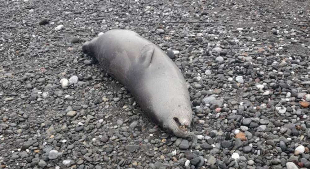 Νεκρή φώκια στο Ψαροπούλι