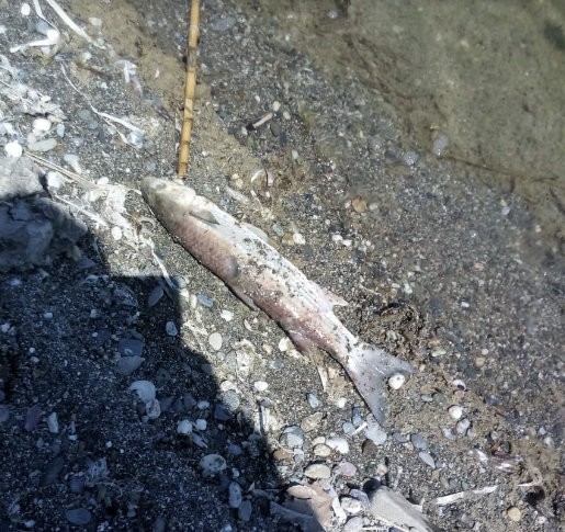 ΣΤΟΜΙΟ: Νεκρά ψάρια στην ακρογιαλιά!