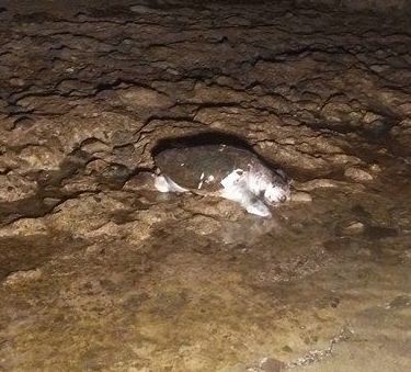 Νεκρή χελώνα στα «Καλάμια»