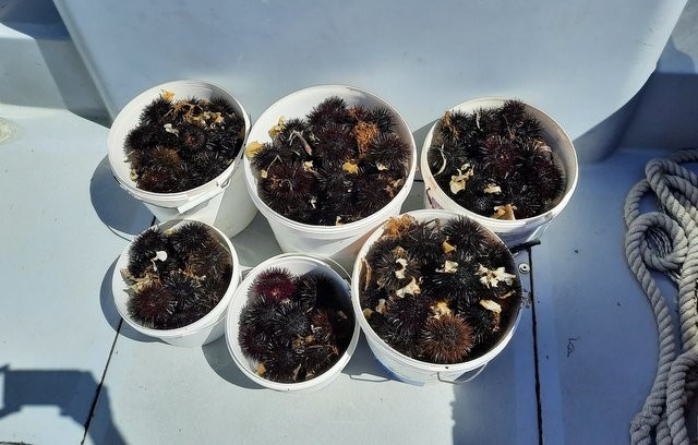 ΑΛΙΒΕΡΙ: Ψάρεψε παράνομα 250 αχινούς 55χρονος με ταχύπλοο σκάφος