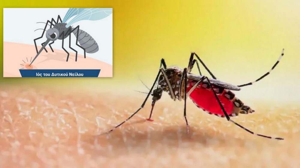 ΙΟΣ ΔΥΤΙΚΟΥ ΝΕΙΛΟΥ: Πέντε νεκροί μέσα σε μία εβδομάδα - Ο ιός μεταδίδεται από μολυσμένα κουνούπια