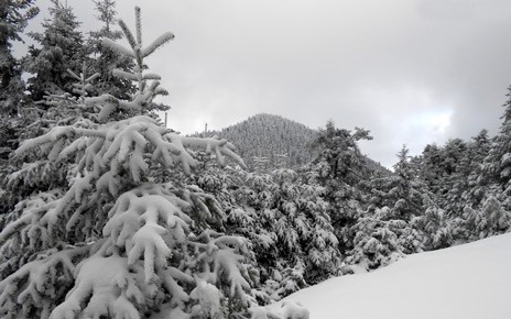 Επεσαν τα πρώτα χιόνια