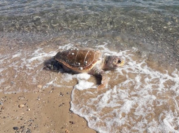 ΔΡΟΣΙΑ ΧΑΛΚΙΔΑΣ: Νεκρή χελώνα στην πλαζ Βαλοπούλα