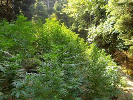 Αποκλειστικό: Ξερίζωσαν δάσος με χασισόδεντρα στα Πολιτικά