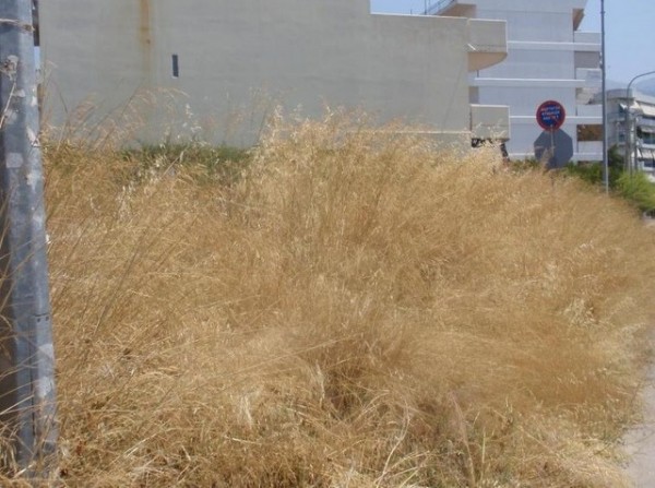 ΚΟΙΝΟΤΗΤΑ ΑΛΙΒΕΡΙΟΥ: Καθαρίστε τα οικόπεδα από τα ξερόχορτα για να γλυτώσετε τα πρόστιμα