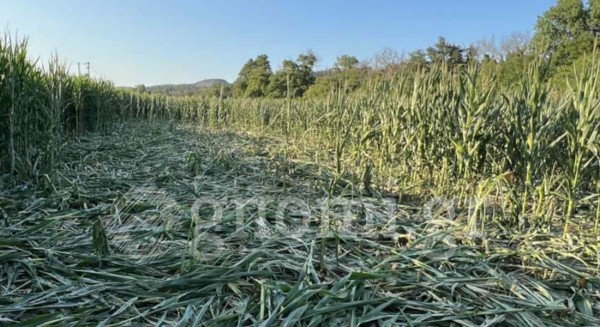 ΒΟΡΕΙΑ ΕΥΒΟΙΑ: Αγριογούρουνα καταστρέφουν καλλιέργειες