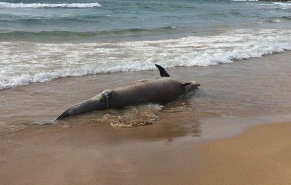 ΣΚΥΡΟΣ: Εντοπίστηκε νεκρό δελφίνι σε παραλία το πρωί του Σαββάτου