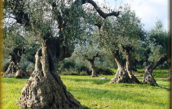 Γιορτή Ελιάς στο 12ο Δημοτικό Σχολείο Χαλκίδας